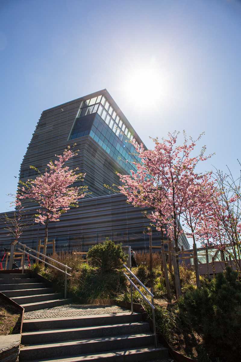 MUNCH-bygget sett fra utsiden i strålende solskinn. Bildet er tatt i froskeperspektiv fra nordsiden av bygget. Fremst i bildet ser vi en steintrapp som går oppover og to kirsebærtrær i full blomst. Fotografi